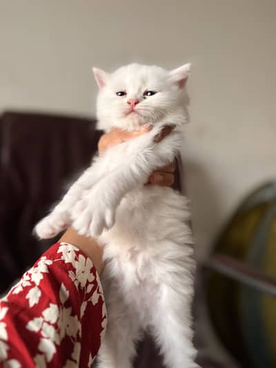 Kittens For Loving Family only