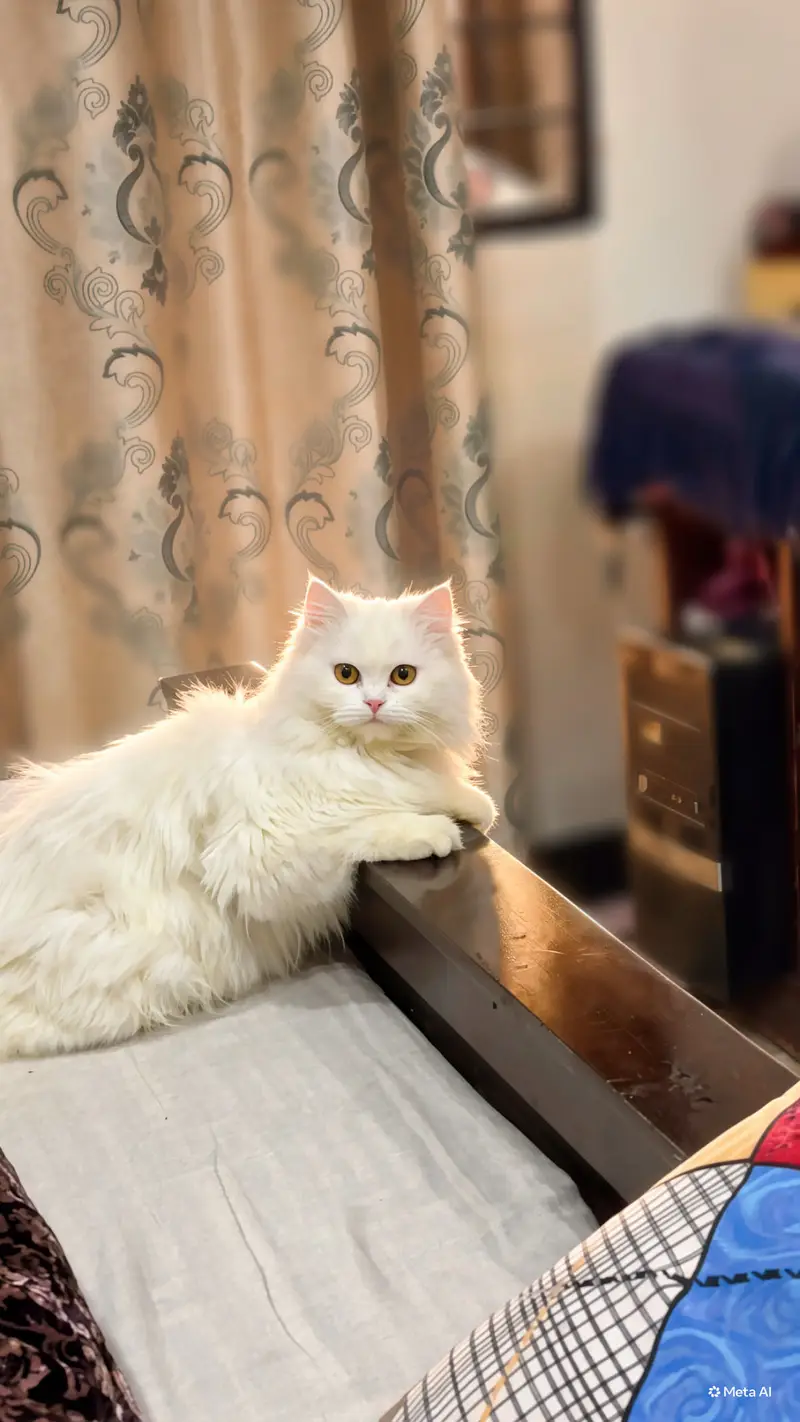 Kittens For Loving Family only — photo 2