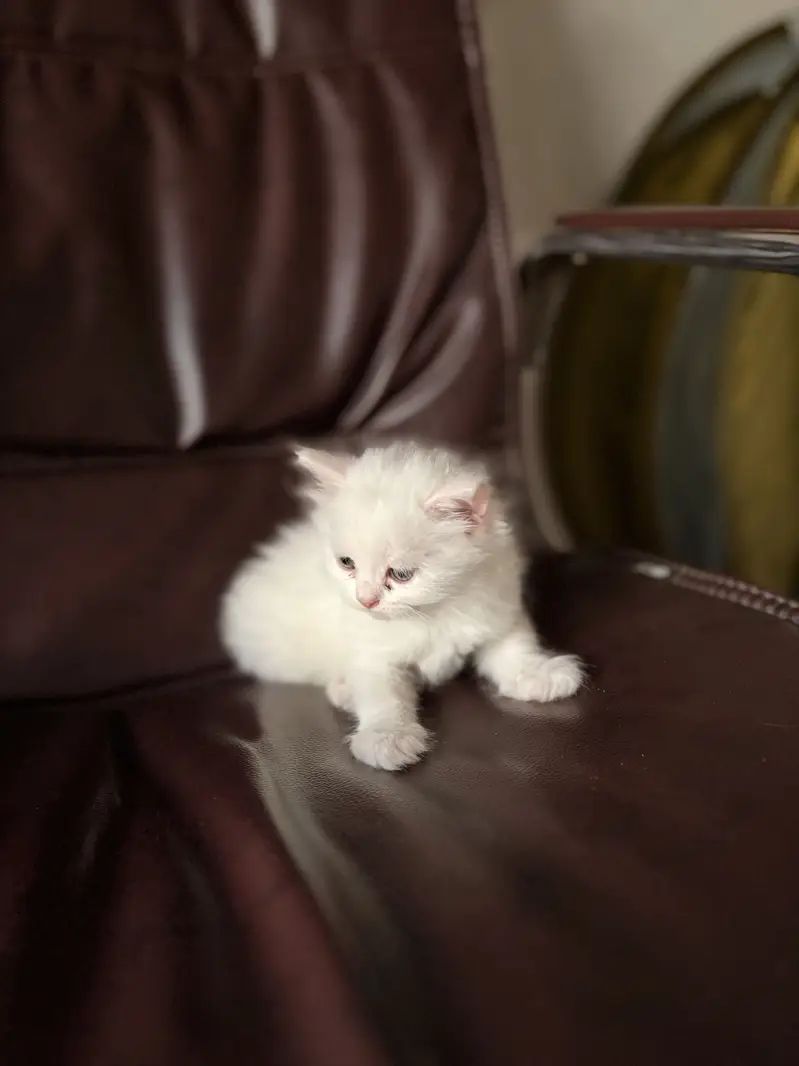 Kittens For Loving Family only — photo 3