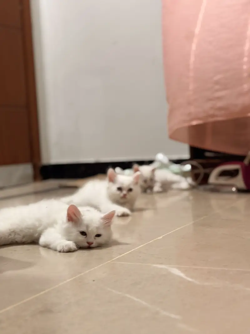 Kittens For Loving Family only — photo 4