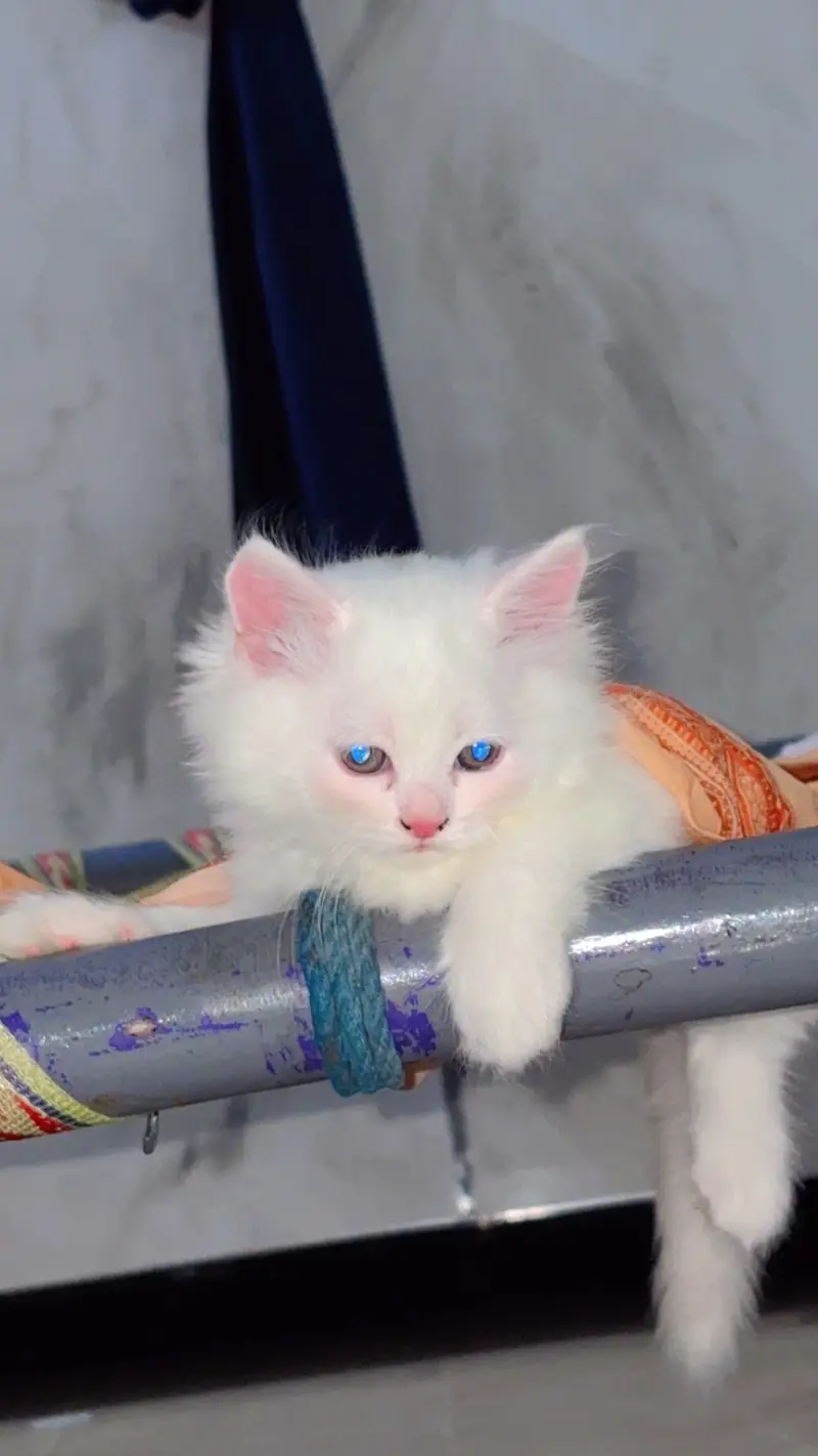 Kittens For Loving Family only — photo 5