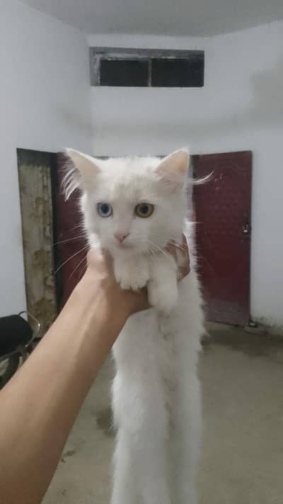 for urgent sale of my white clour kid