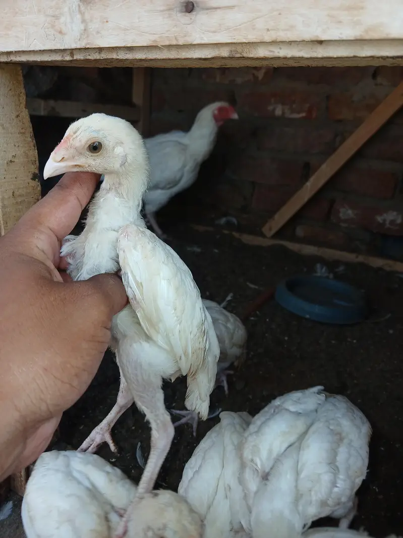 Qulty wala choza h heera — photo 2