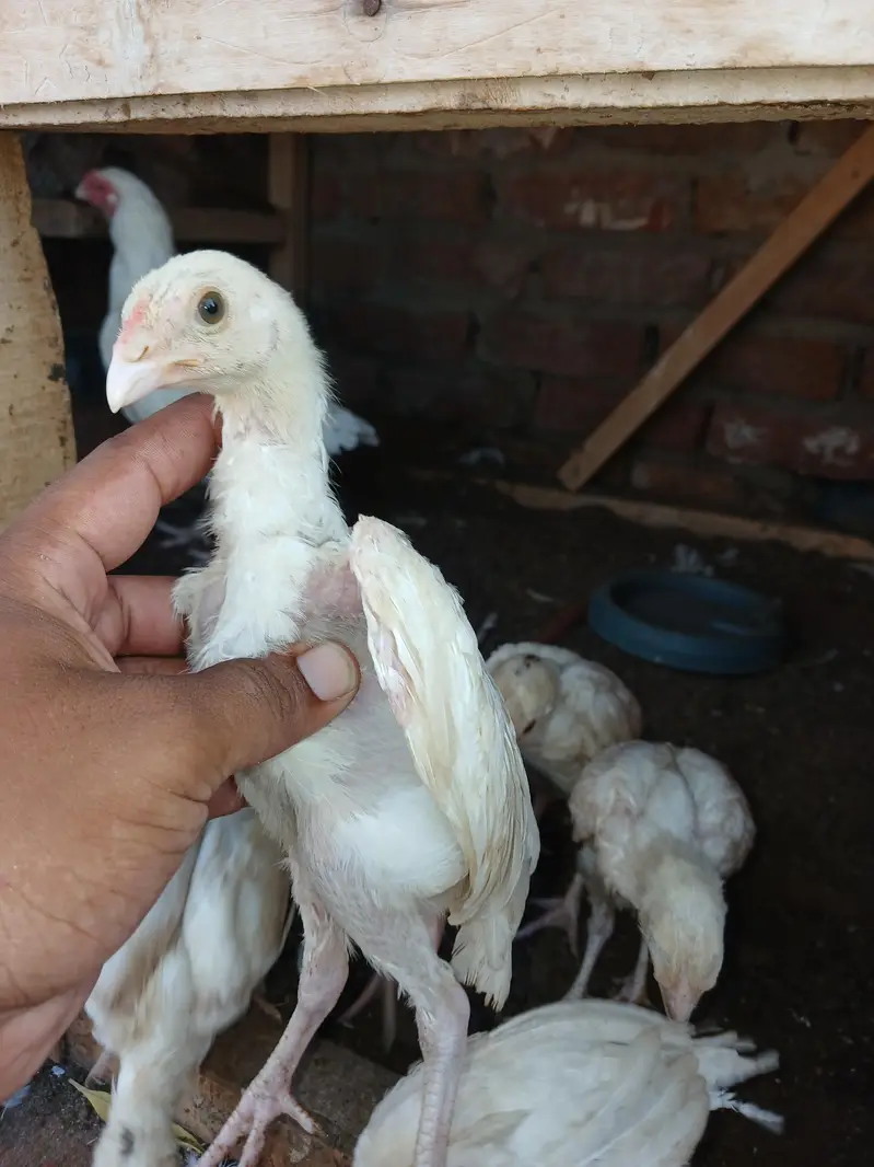 Qulty wala choza h heera — photo 4