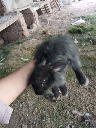 Angora Pair Available