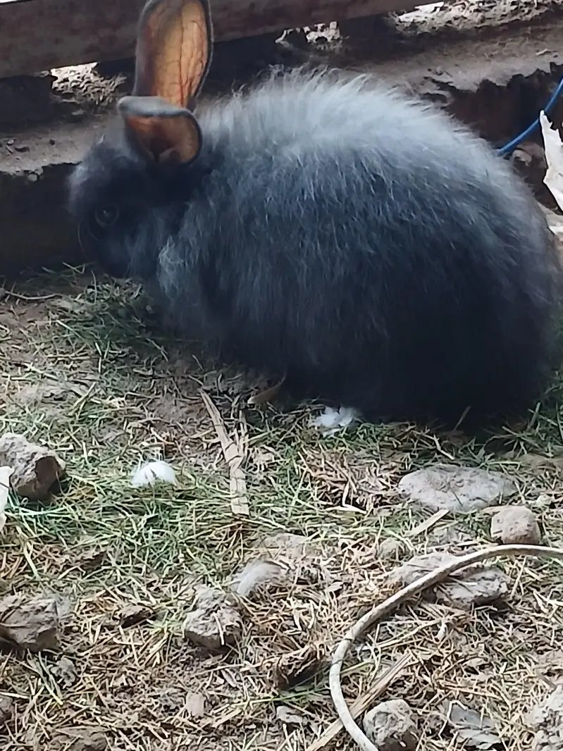 Angora Pair Available — photo 2
