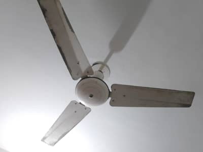 Copper Wire Fan for sale