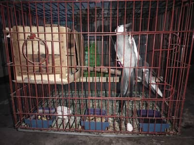 Pair of cocktail Rs/-4000 with cage Rs/-3000