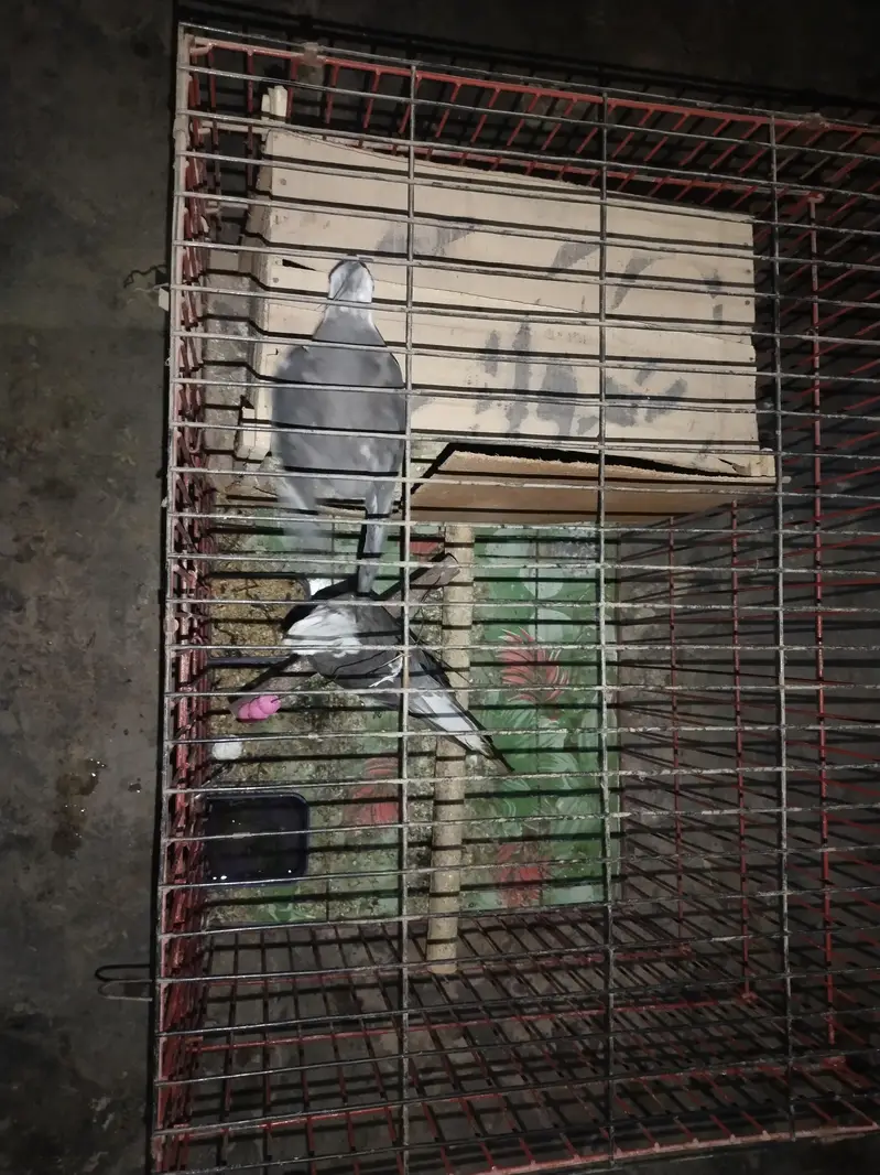 Pair of cocktail Rs/-4000 with cage Rs/-3000 — photo 2