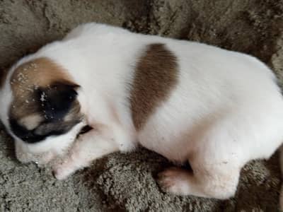 for sale rs 5000