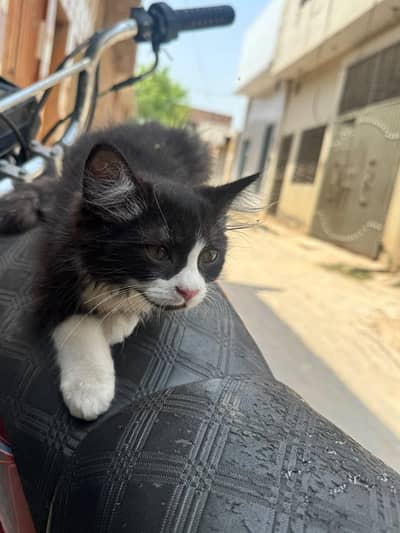black and white Persian male baby for sale