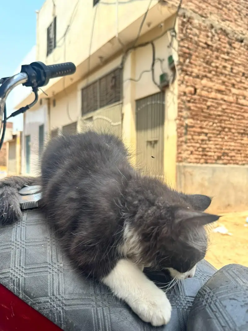 black and white Persian male baby for sale — photo 2
