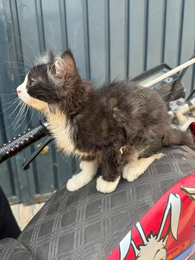 black and white Persian male baby for sale — photo 3