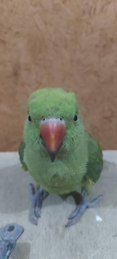 hand tame shoulder tame potti training de hoi ha yah talking wala bird