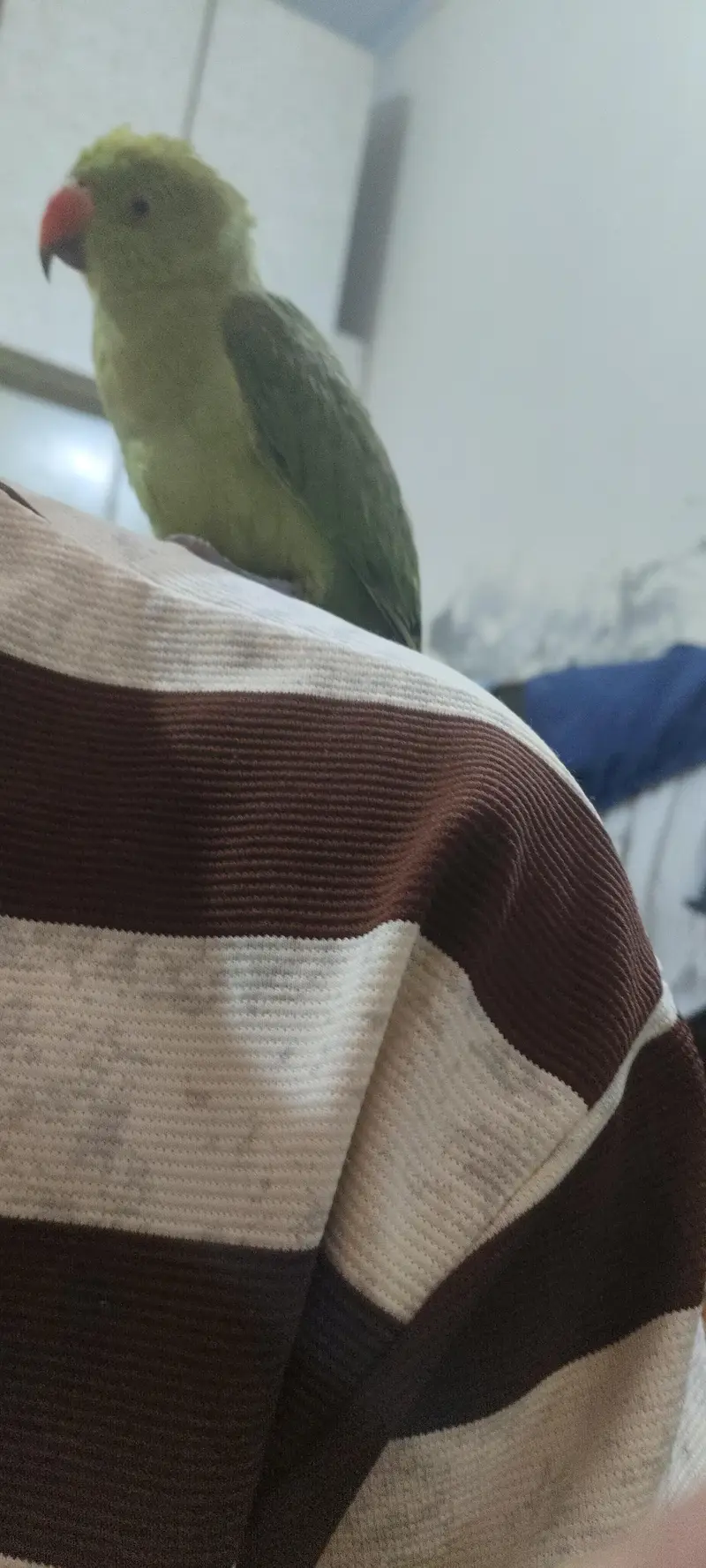 hand tame shoulder tame potti training de hoi ha yah talking wala bird — photo 3