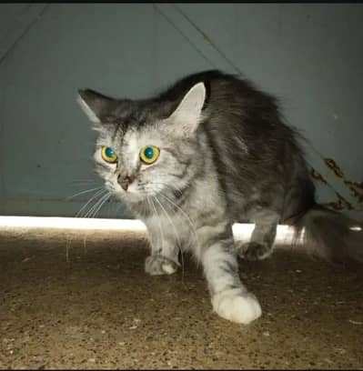 Persian cat