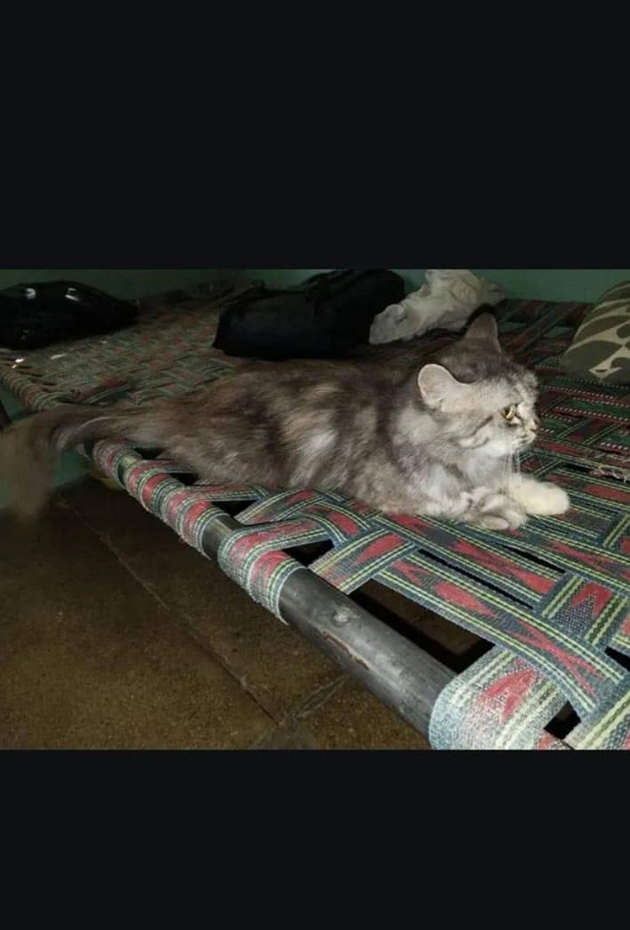 Persian cat 2