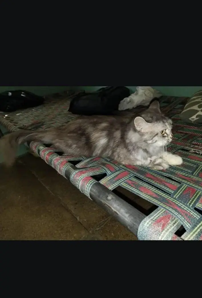 Persian cat — photo 3