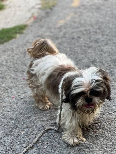 shih tzu imported breed dog for sale