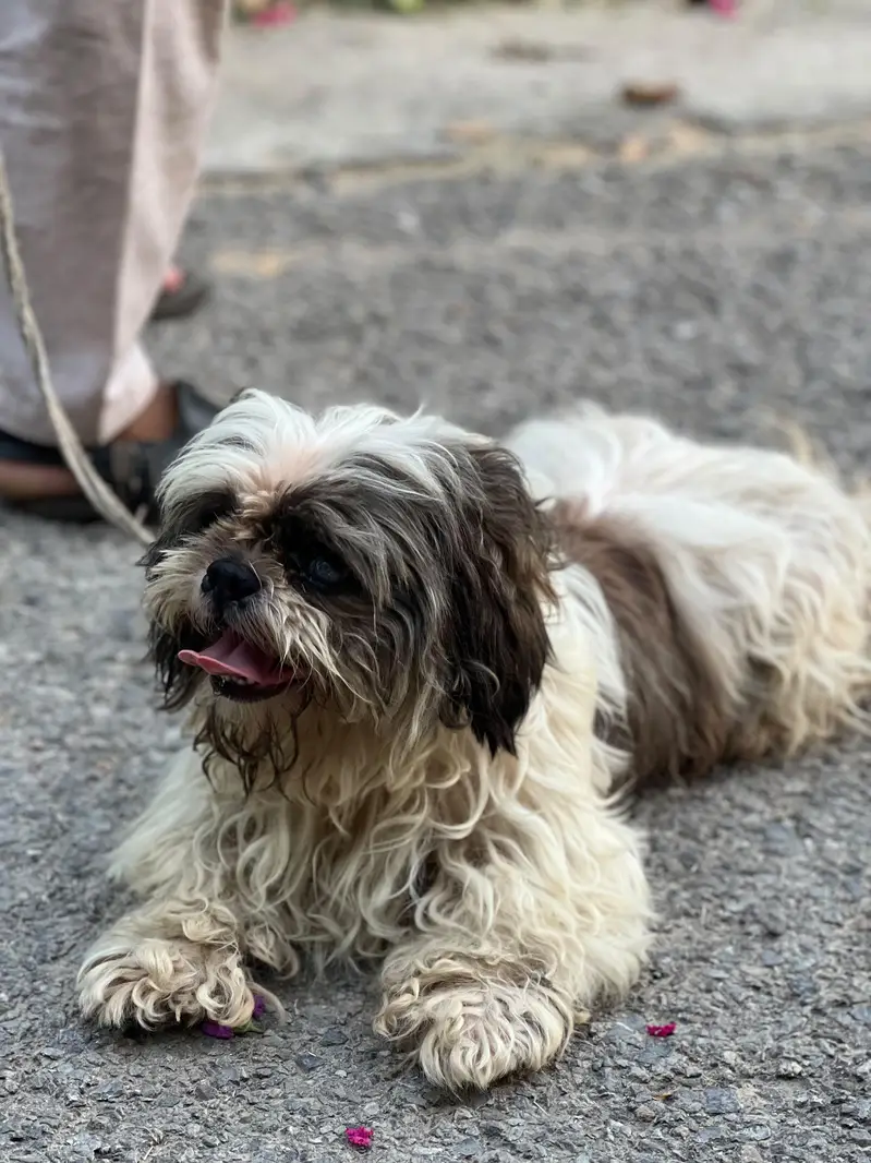 shih tzu imported breed dog for sale — photo 2