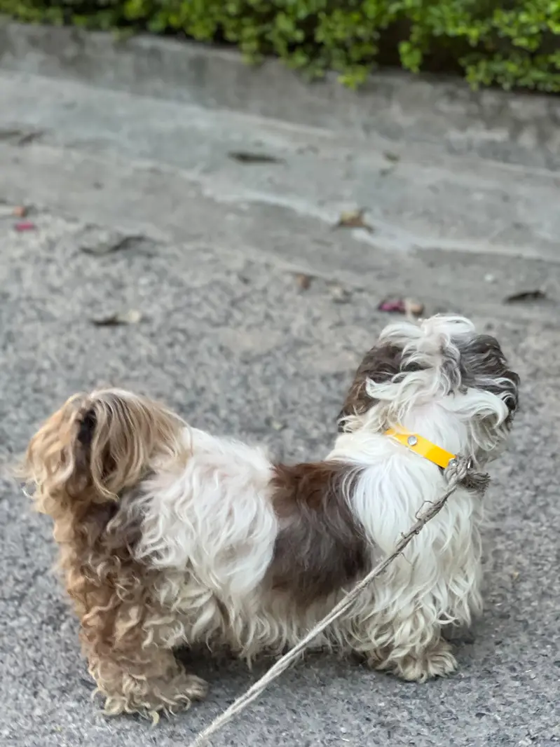 shih tzu imported breed dog for sale — photo 3