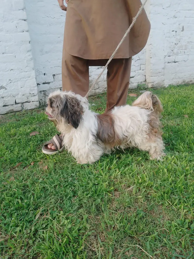 shih tzu imported breed dog for sale — photo 4