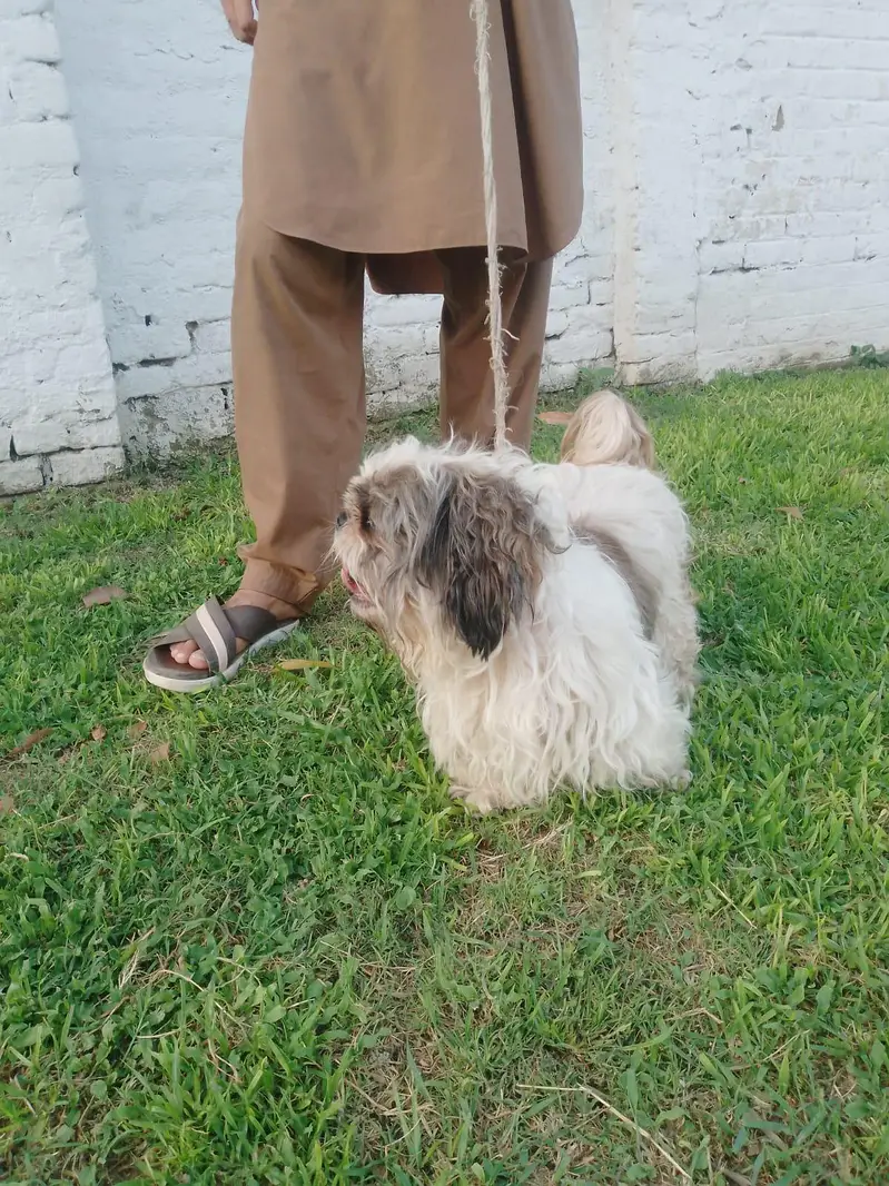 shih tzu imported breed dog for sale — photo 5
