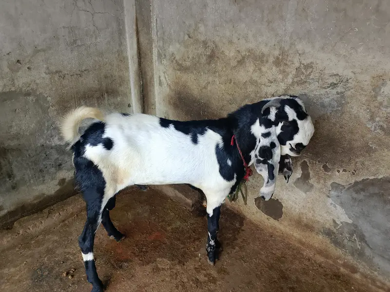 urgent sale serious person contact — photo 2