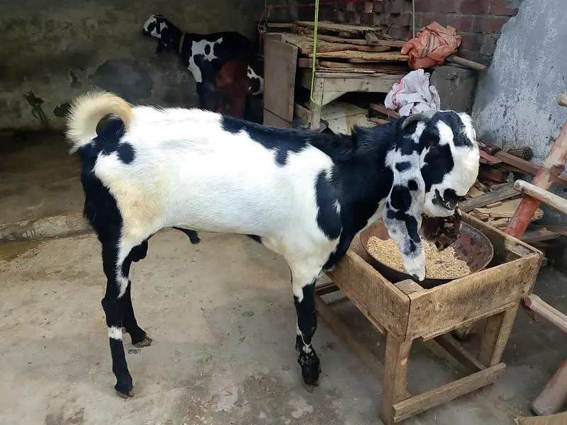 urgent sale serious person contact — photo 3
