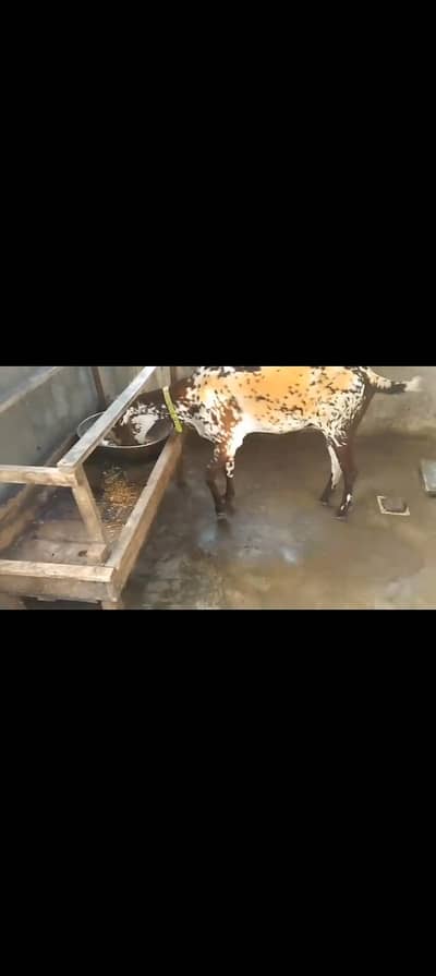 Makhi chini big size Bakri