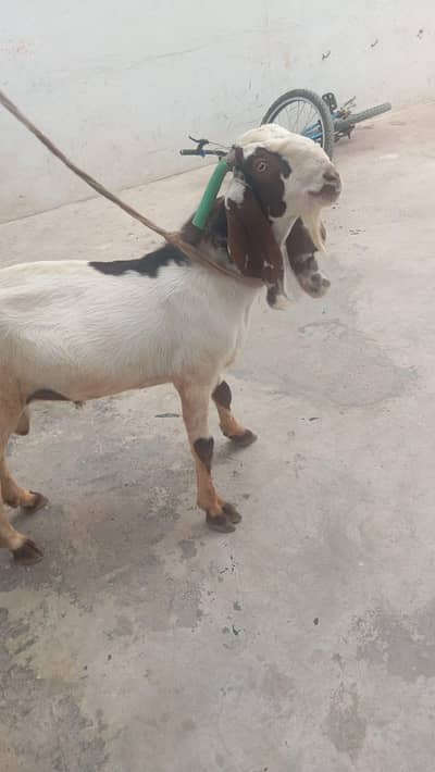 aandu goat