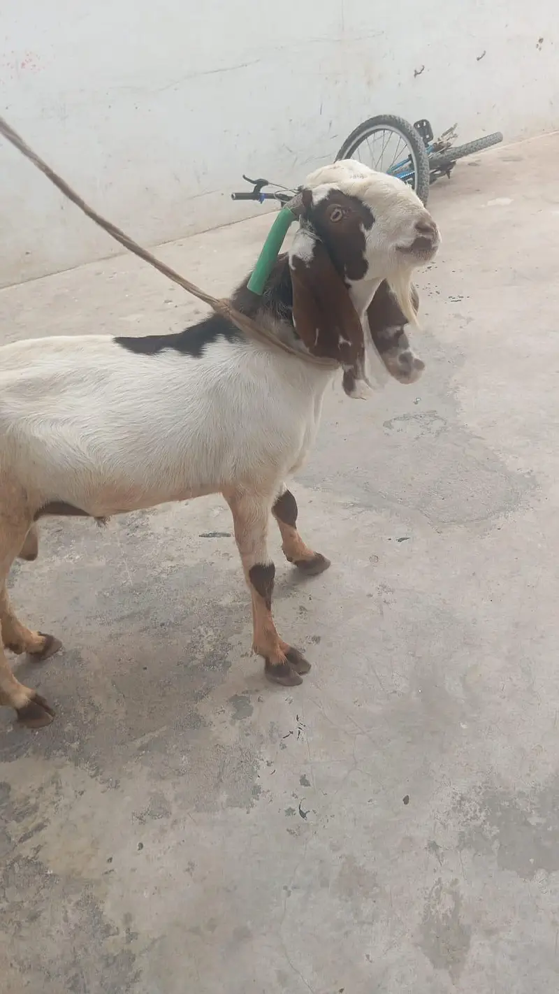 aandu goat