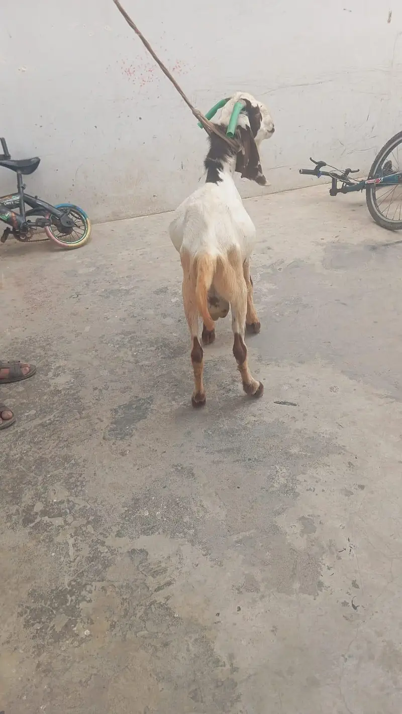 aandu goat — photo 2