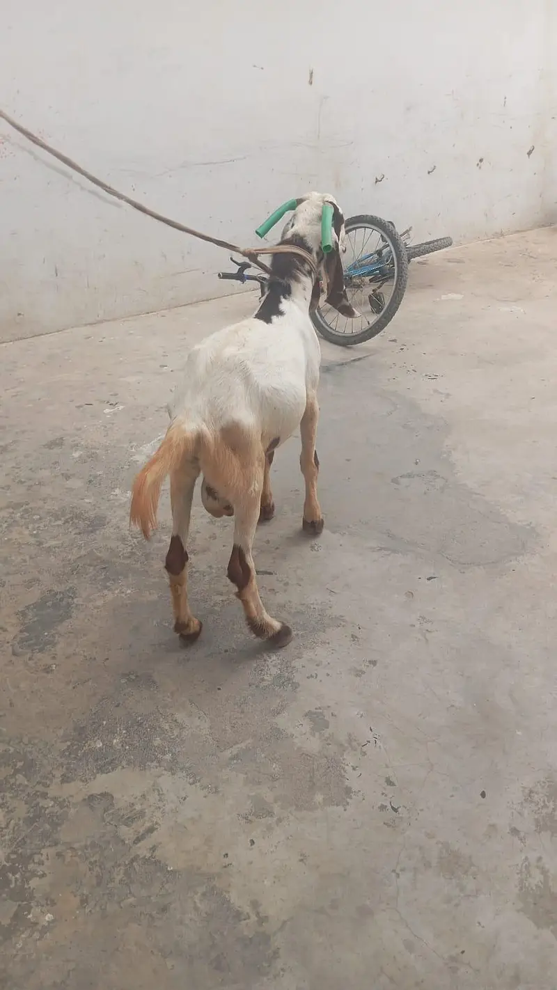 aandu goat — photo 4