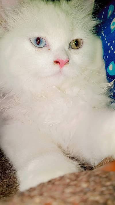 6.7 monts catt for sale