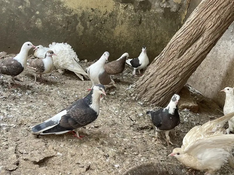 Black sherazi and Frillback (Nayab kabotar) — photo 4