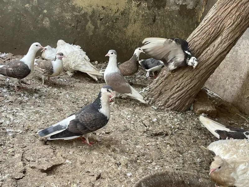 Black sherazi and Frillback (Nayab kabotar) — photo 5