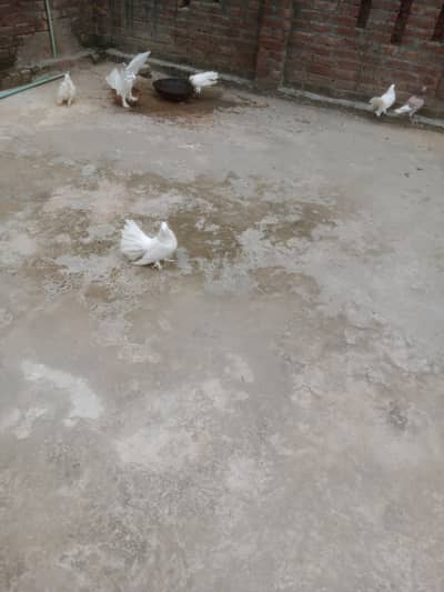 Fantail Pigeons / Indian Fantail/ Lakkay Kabutar
