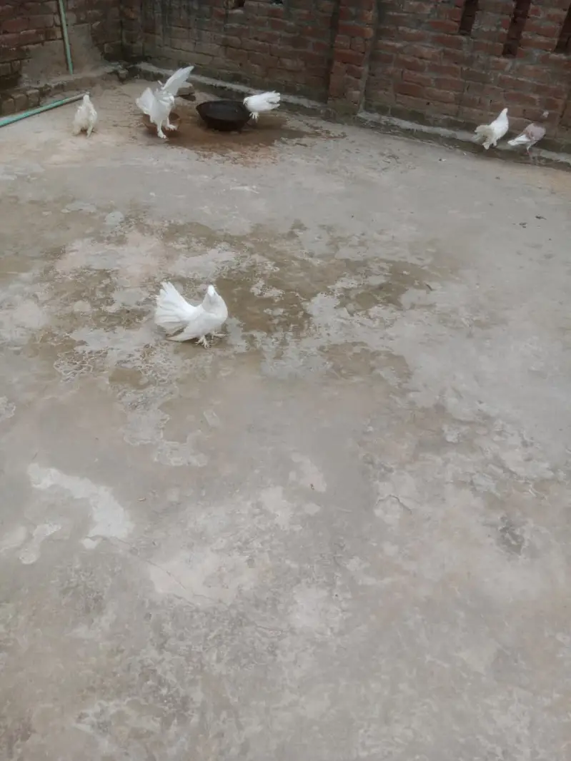 Fantail Pigeons / Indian Fantail/ Lakkay Kabutar