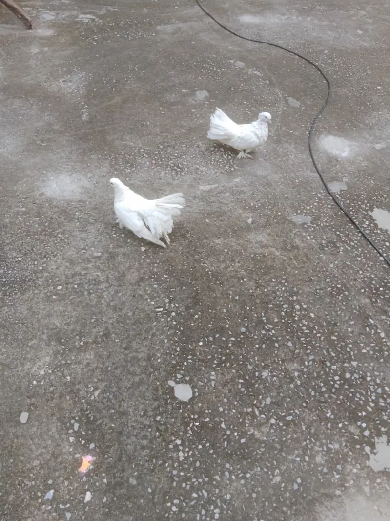 Fantail Pigeons / Indian Fantail/ Lakkay Kabutar — photo 2