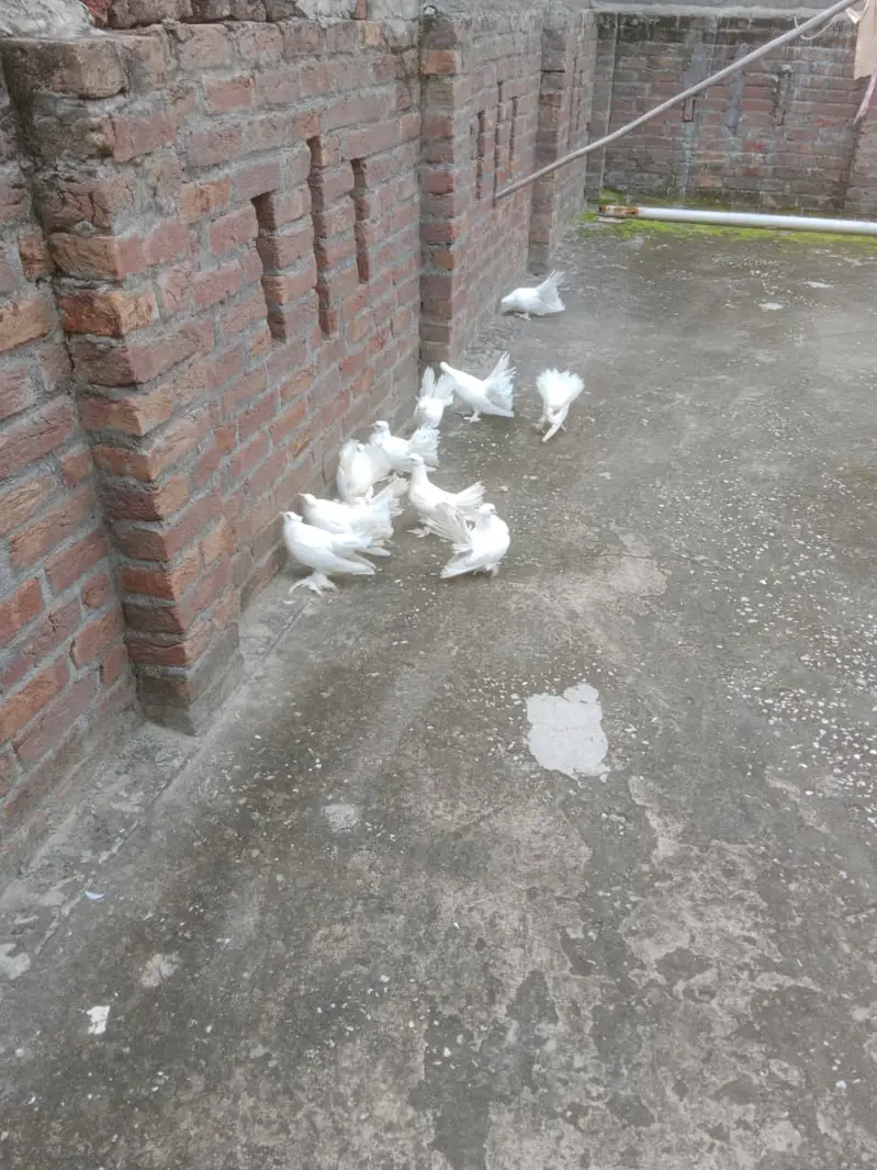 Fantail Pigeons / Indian Fantail/ Lakkay Kabutar — photo 4