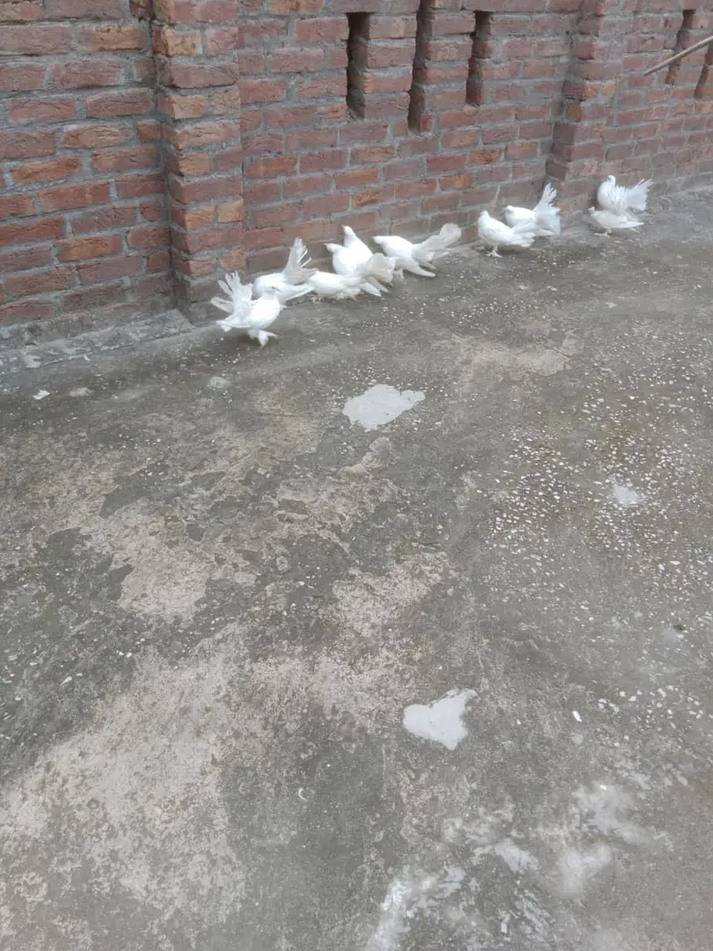 Fantail Pigeons / Indian Fantail/ Lakkay Kabutar — photo 5