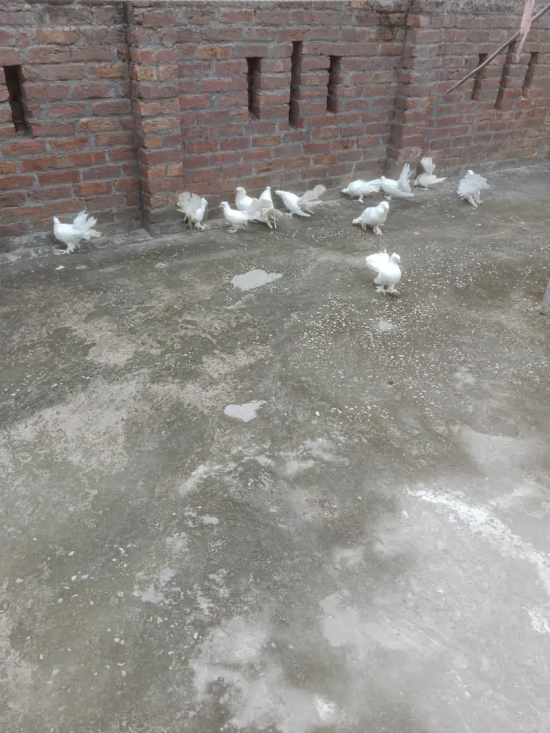 Fantail Pigeons / Indian Fantail/ Lakkay Kabutar — photo 6