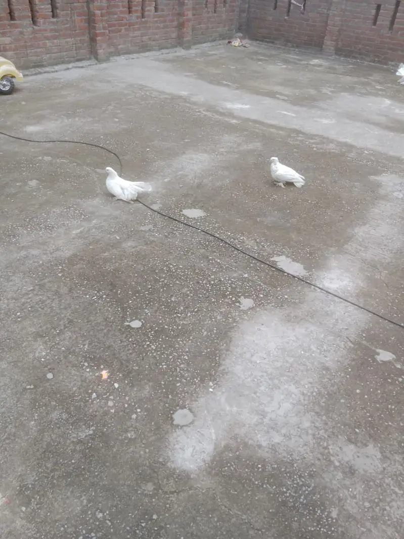 Fantail Pigeons / Indian Fantail/ Lakkay Kabutar — photo 7