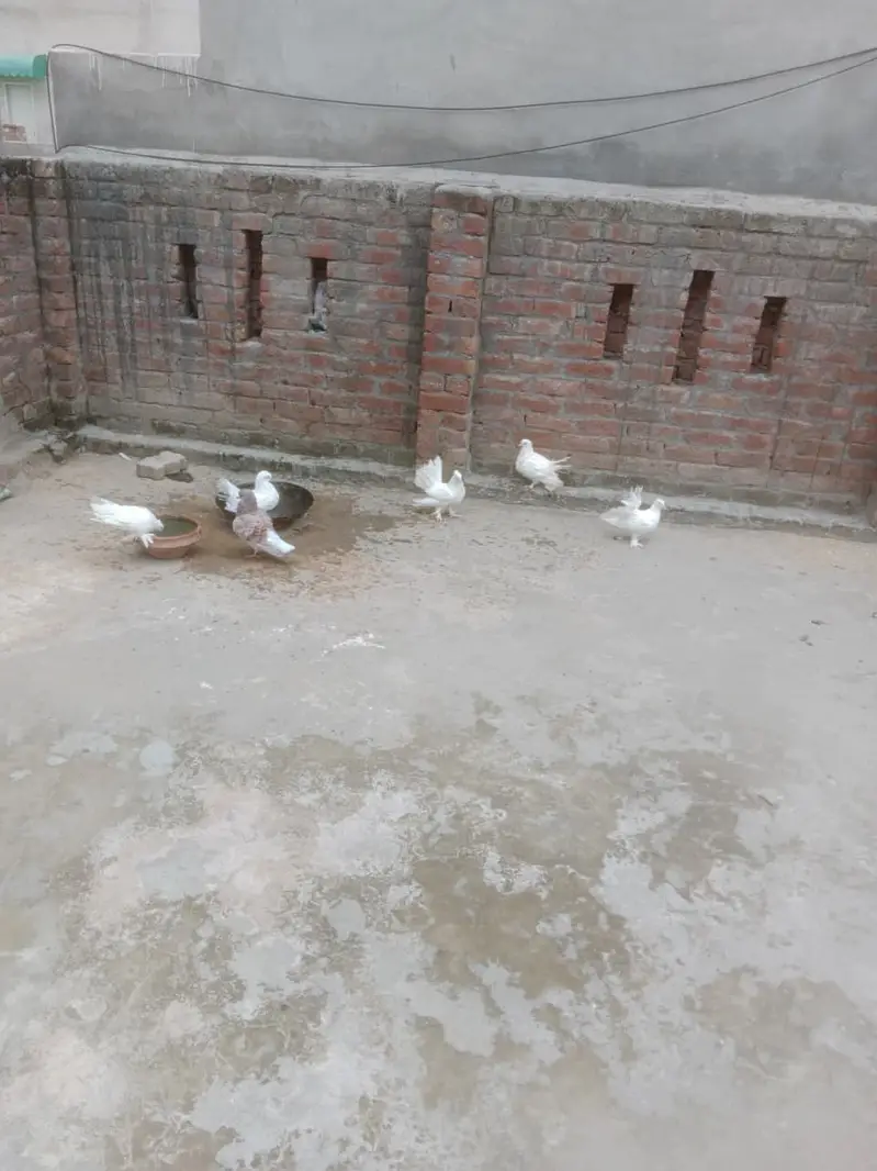Fantail Pigeons / Indian Fantail/ Lakkay Kabutar — photo 8