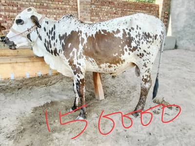 3 bchry for sale