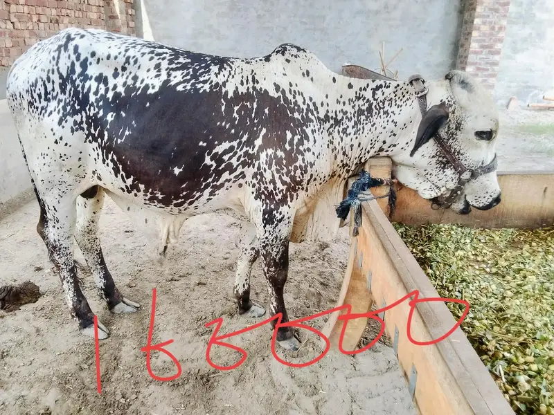 3 bchry for sale — photo 3