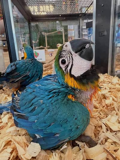 blue macaw parrot chicks for sale (03297106709)