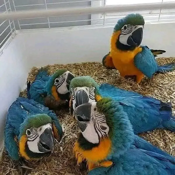 blue macaw parrot chicks for sale (03297106709) — photo 4