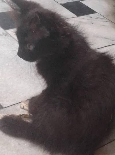 Black Persian Cat